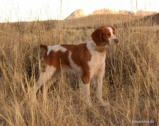 grand canyon gun dogs