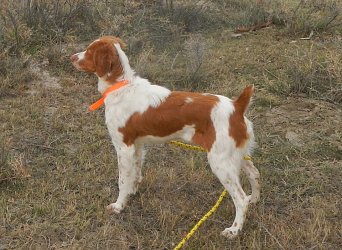 kinwashkly brittanys