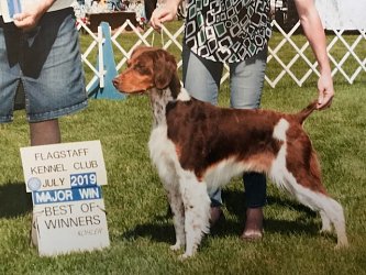 kinwashkly brittanys