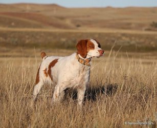 kinwashkly brittanys