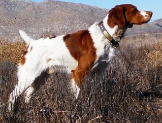 kinwashkly brittanys